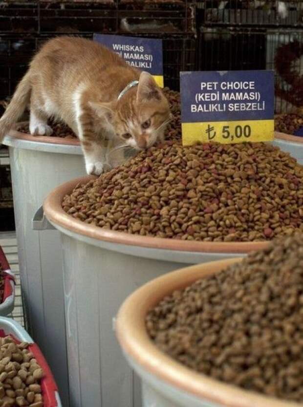 Прикольные картинки Прикольные картинки