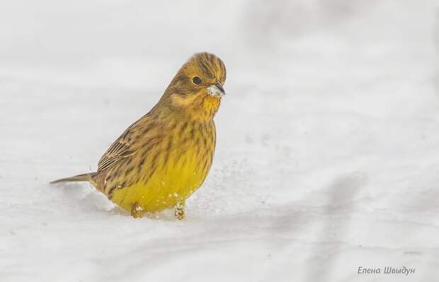В Куркине сфотографировали солнечную овсянку-певунью