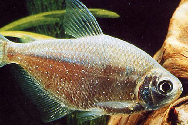 Некоторые виды инвазионных болезней рыб