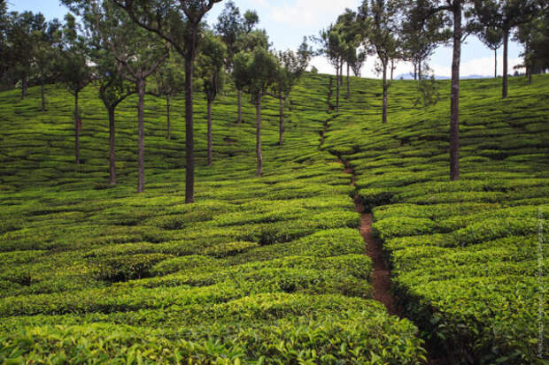 Красота индийских чайных плантаций
