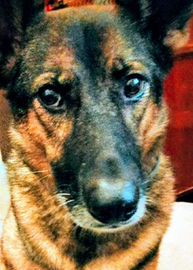 Мася - сладкоежка