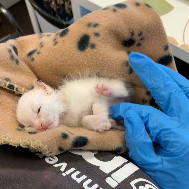 Котенок в больнице Котенок и рука в перчатке