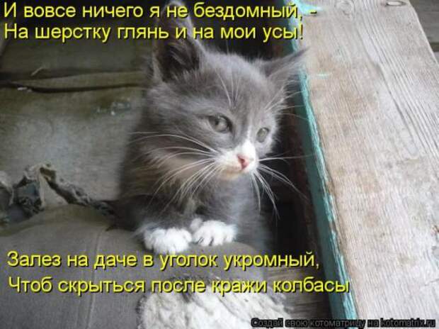 Котоматрицы(картинки с надписями)