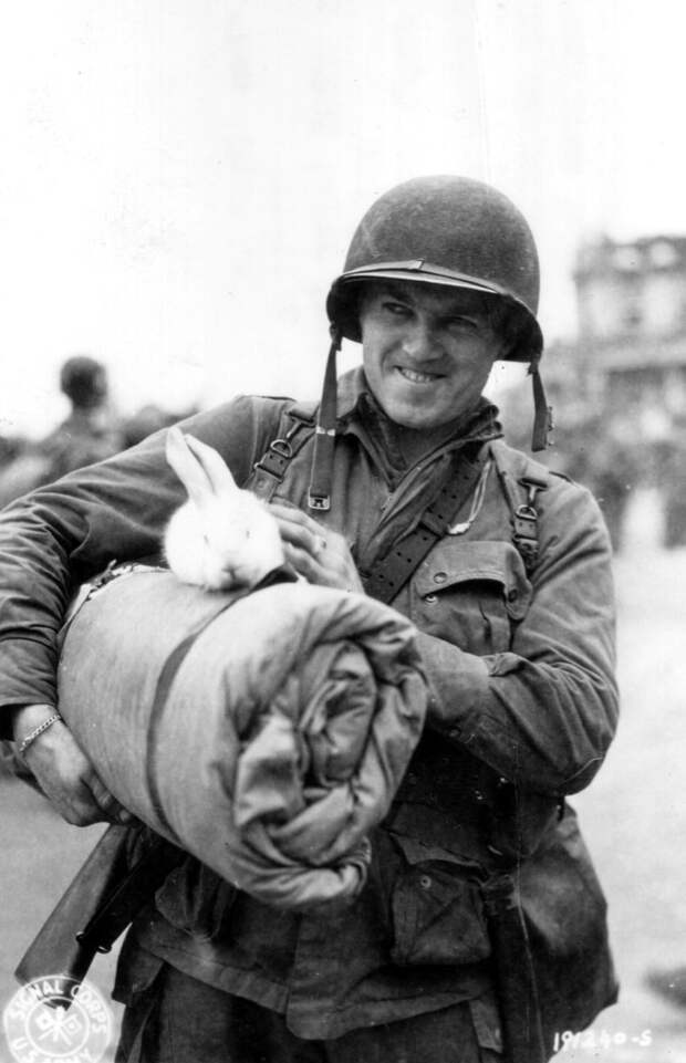 Милые армейские фото с животными, показывающие, что война затрагивает не только людей