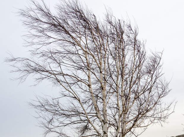 В полной готовности 103 бригады энергетиков: в Смоленской области ураганный ветер