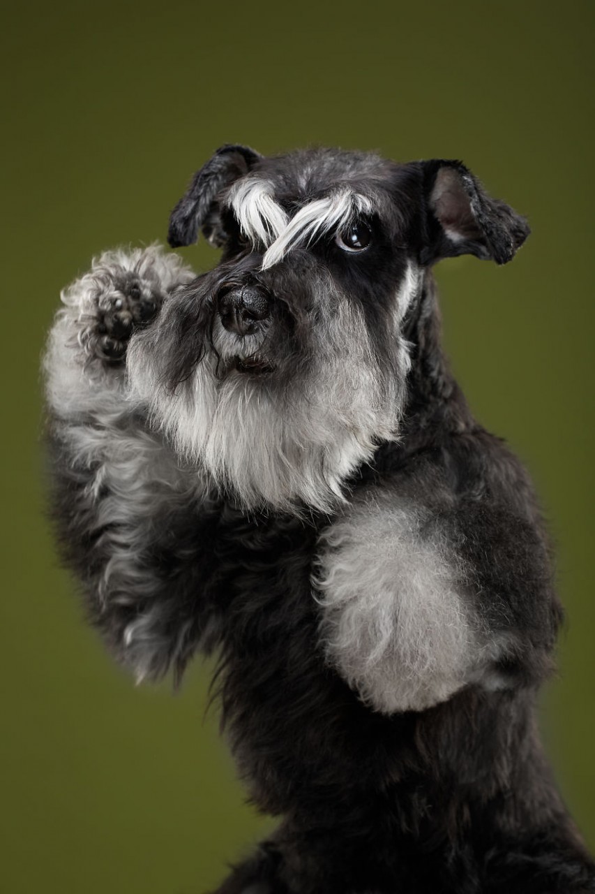 Chika, The Kung Fu Schnauzer