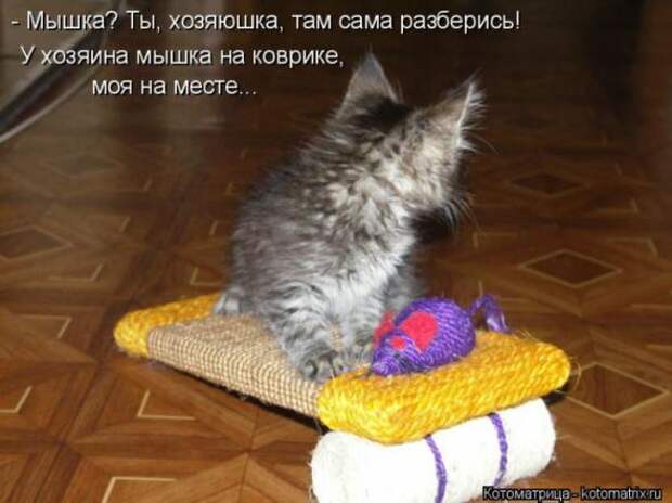 Котоматрицы(картинки с надписями)