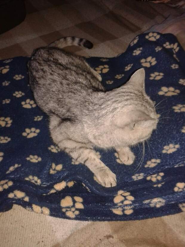 Когда люди нашли эту британскую кошку,ее глаза были полны слез Когда люди нашли эту британскую кошку,ее глаза были полны слез британка, британская кошка, порода