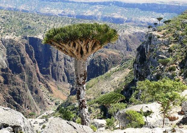 Удивительный остров Сокотра Socotra02 Удивительный остров Сокотра