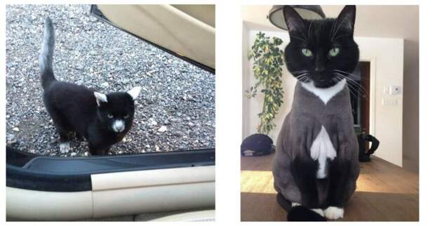 14 котов, которые сами не подозревают, как необычно раскрашены природой