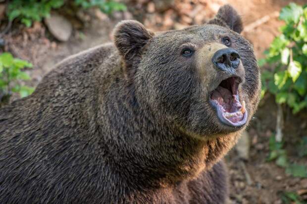 В Тюменской области медведи разгромили пасеку возле частного дома