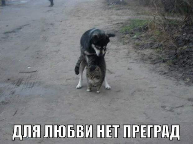 Смешные картинки с надписями с надписями, смешные картинки
