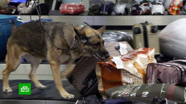 Ространснадзор подтвердил введение максимального уровня безопасности в аэропортах Москвы