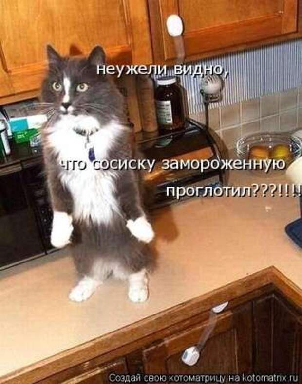 Прикольные животные, котоматрица
