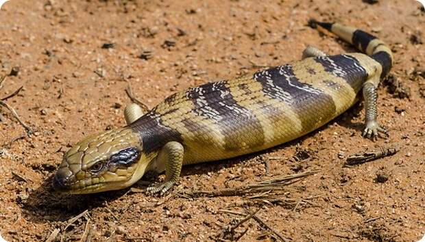 Западная тиликва (лат. Tiliqua occipitalis)