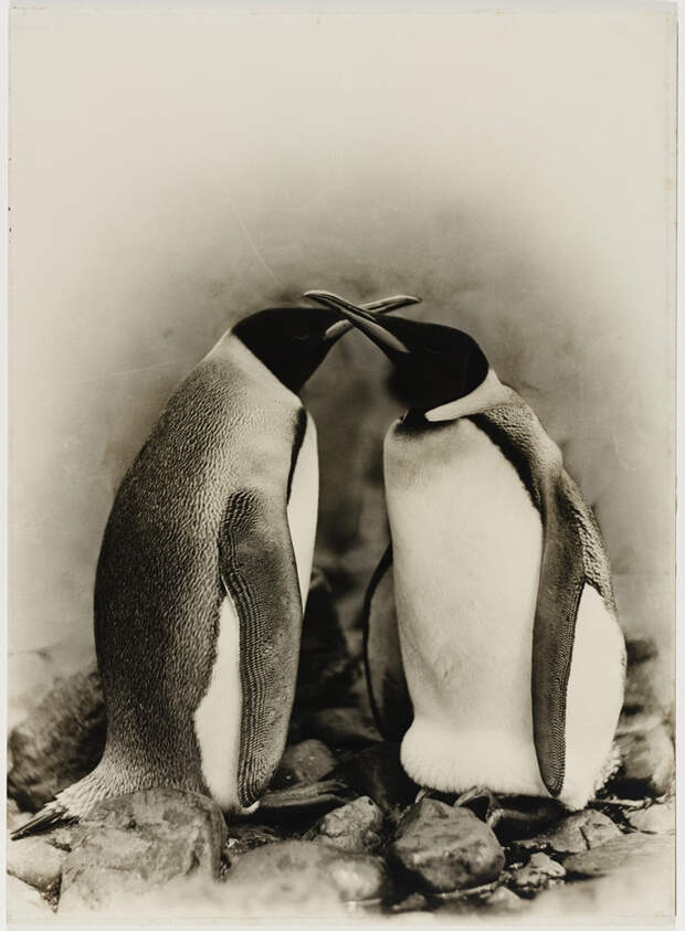 Первая Австралийская антарктическая экспедиция в фотографиях Фрэнка Хёрли 1911-1914 40