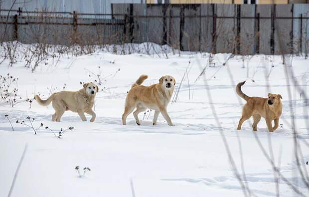 Администрация Кимовского района выплатит компенсацию за нападение бродячих собак на девочку