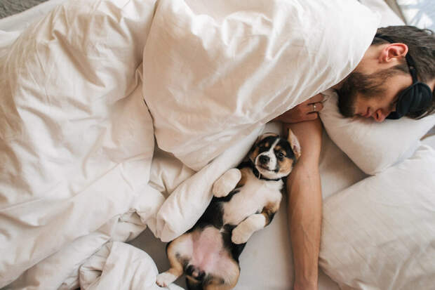 Bigpicture.ru человек спит в постели со щенком