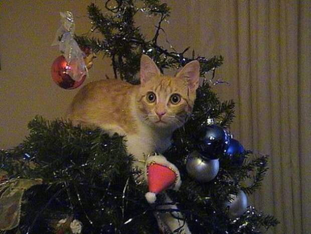 Коты на Новый год