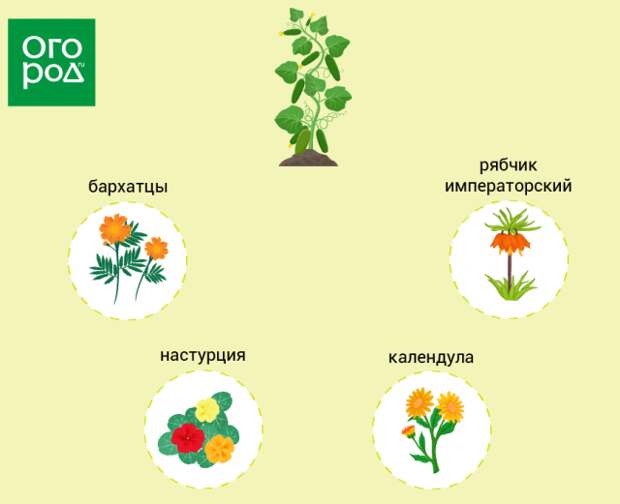 Какие цветы посадить рядом с огурцами