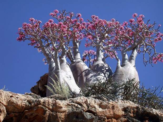 Удивительный остров Сокотра Socotra04 Удивительный остров Сокотра