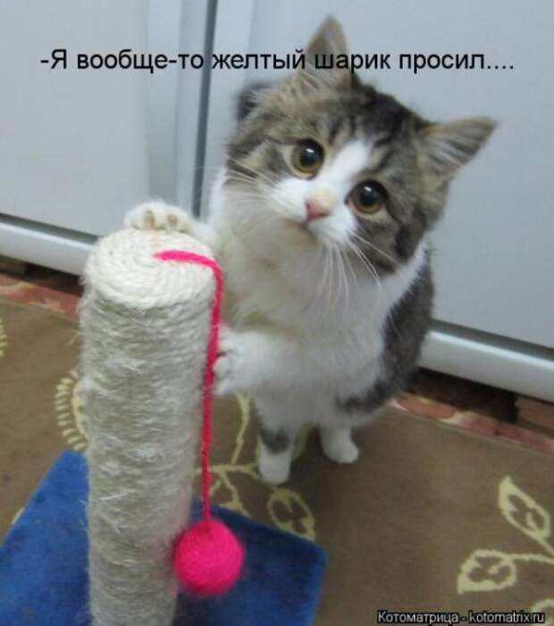 Котоматрицы (забавные картинки с надписями)
