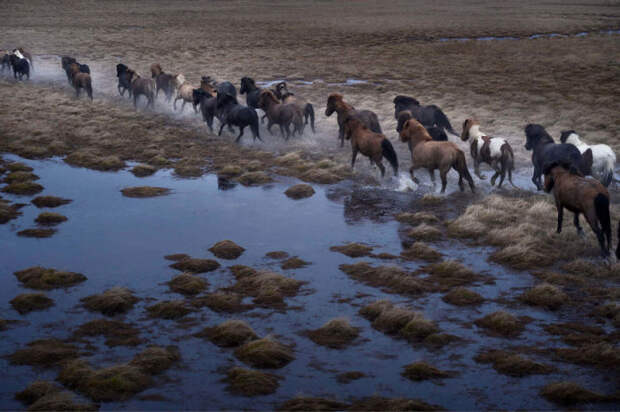 Благодаря более, чем 1000-летней изоляции, порода исландских лошадей сохранились в первоначальном виде.
