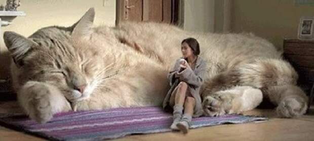 Женщины взрослеют быстрее, чем мужчины, потому что у первых грудь появляется в 14, а у вторых- где-то в 45