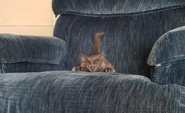 Фотография: 22 котика, в которых внезапно проснулся охотничий инстинкт, но они забыли как это делается №7 - BigPicture.ru