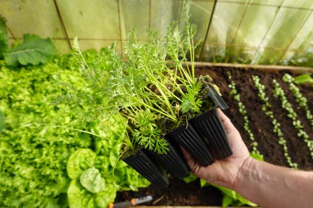 Дачникам назвали лучшие для посадки в марте культуры