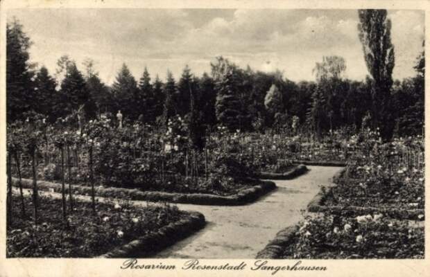 rosarium_sangerhausen_013_1935.jpg