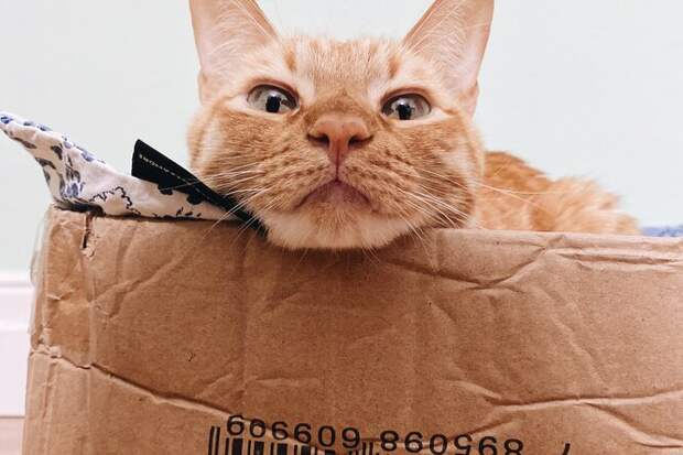 Нам не понять: почему кошки так любят сидеть в картонных коробках