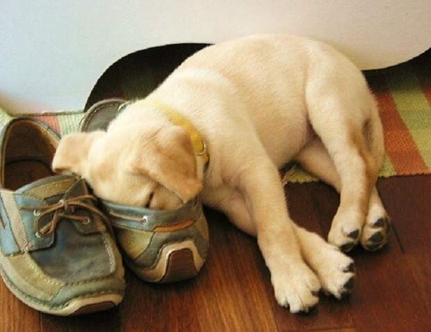 Щенок спит на обуви