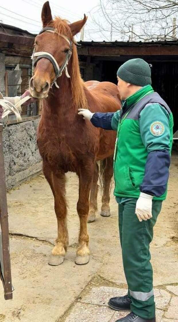 В Алматы стартовала весенняя вакцинация сельхозживотных