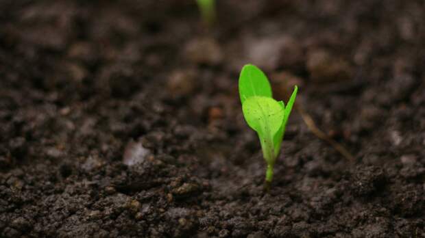 Точные сроки сева перцев и томатов в марте-2026 напомнил агроном Мармулев