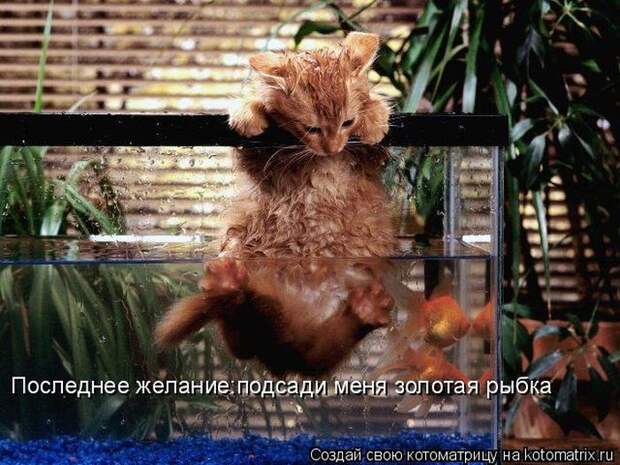 Лучшие котоматрицы недели (50 фото)