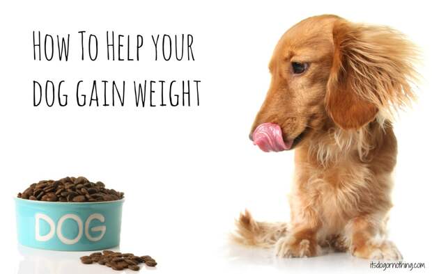 How To Help Your Dog Gain Weight