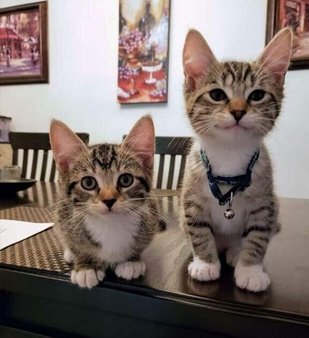 d5Y0Njixpaw (577x631, 168Kb)