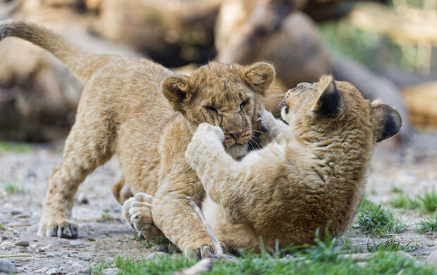 Детёныши льва. (Tambako The Jaguar)