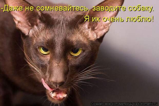 Лучшие котоматрицы недели (50 фото)