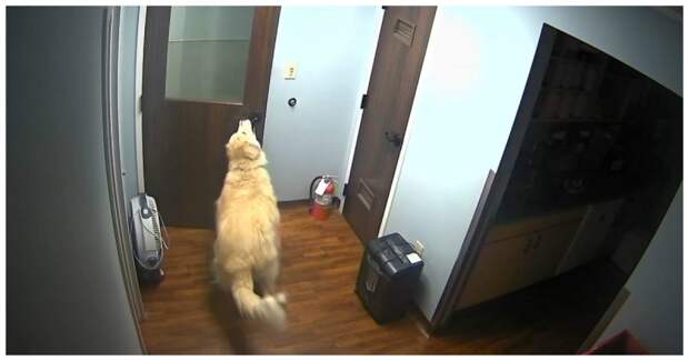 Вперёд, навстречу свободе! Камеры видеонаблюдения сняли, как умный пёс совершил побег из клиники для животных видео, животные, побег, прикол