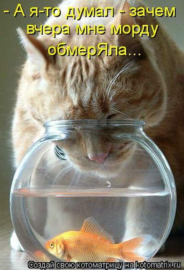 Лучшие котоматрицы недели (50 фото) Лучшие котоматрицы недели (50 фото)
