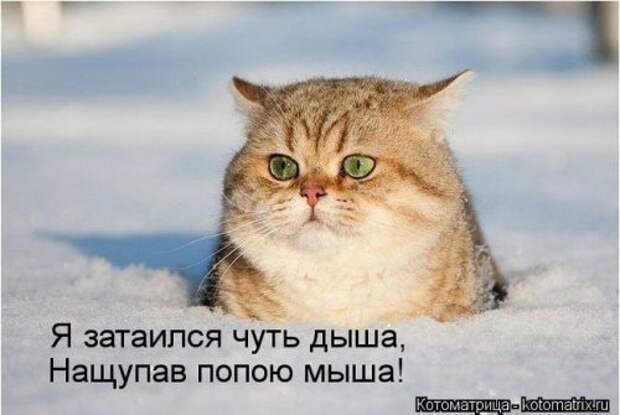 Отличная коллекция котоматриц (25 шт)