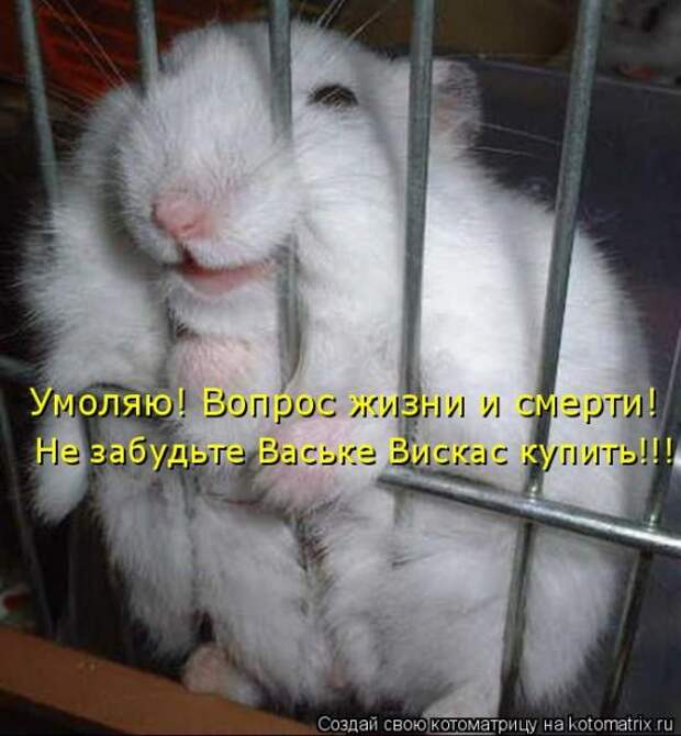 Лучшие котоматрицы недели (50 фото)