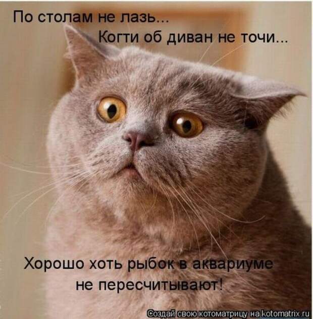 Лучшие котоматрицы недели (50 фото)