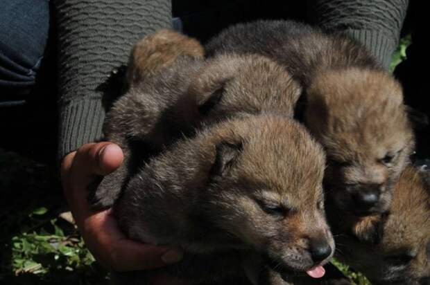 В Казахстане спасли маленьких волчат и назвали их в честь лютоволков волки, интересное, казахстан, фото