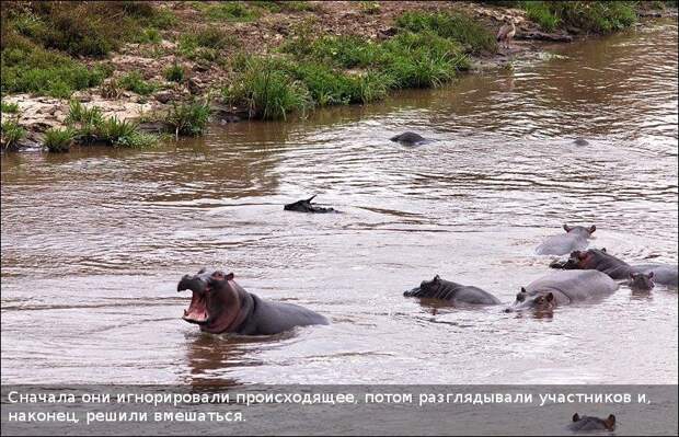 Бегемот спас антилопу (11 фотографий), photo:5
