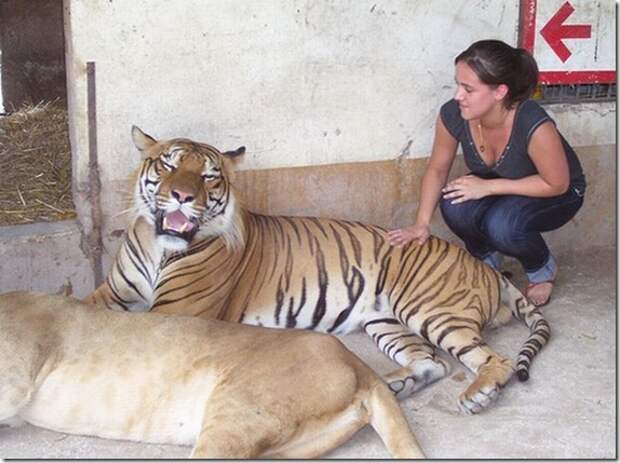 extreme-zoo_34_(funnypagenet.com)