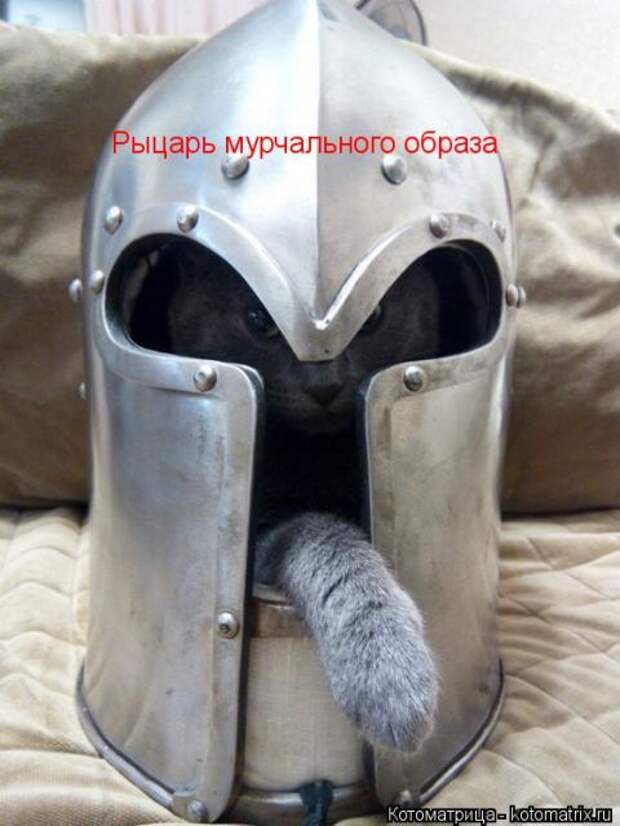 Лучшие котоматрицы недели (50 фото)