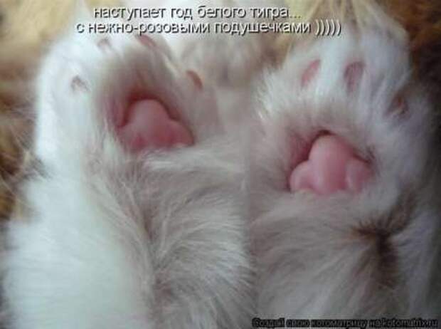 Прикольные животные, котоматрица